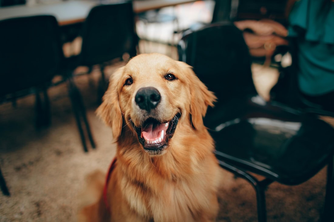 Caring Of Pets