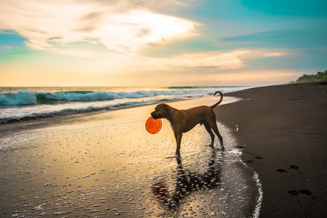 Caring Of Pets