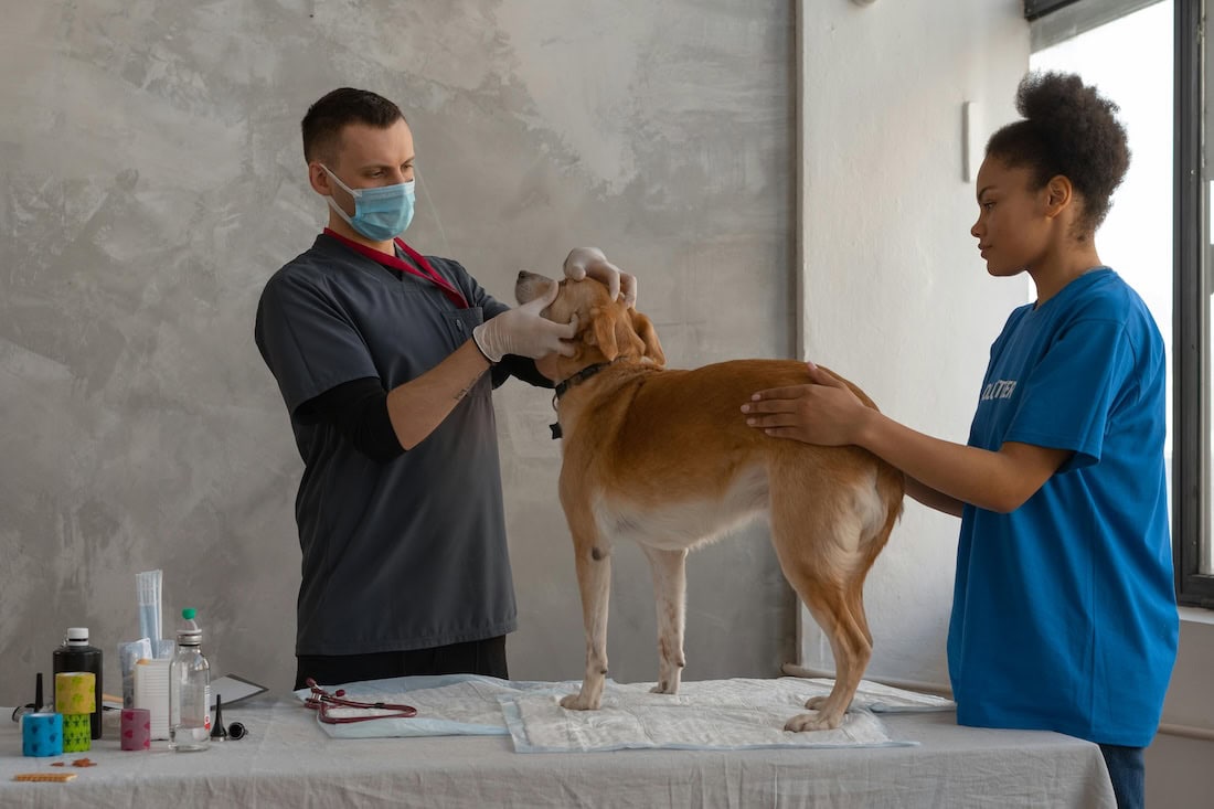 Caring Of Pets