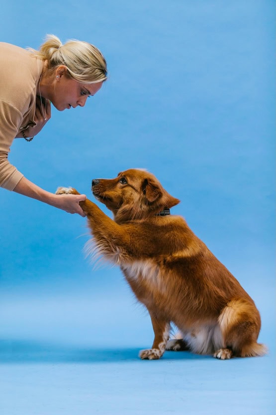 Caring Of Pets