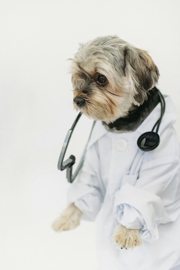 Caring Of Pets