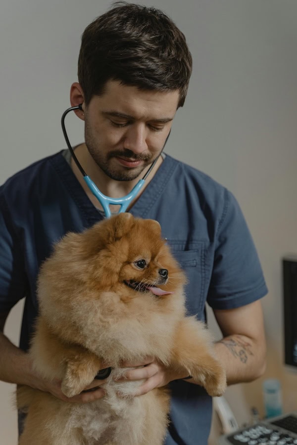 Caring Of Pets