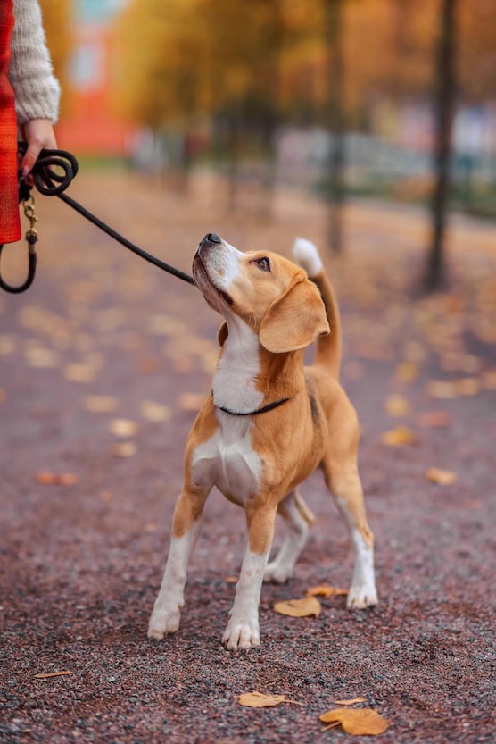 Daily Pet Care Tips You Need To Take Care Of Dogs: Printable Guide For Pet Parents To Keep Your Animals Healthy And Happy  1 Daily Mom, Magazine For Families