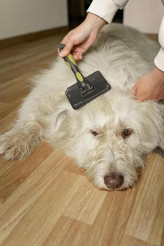 Caring Of Pets