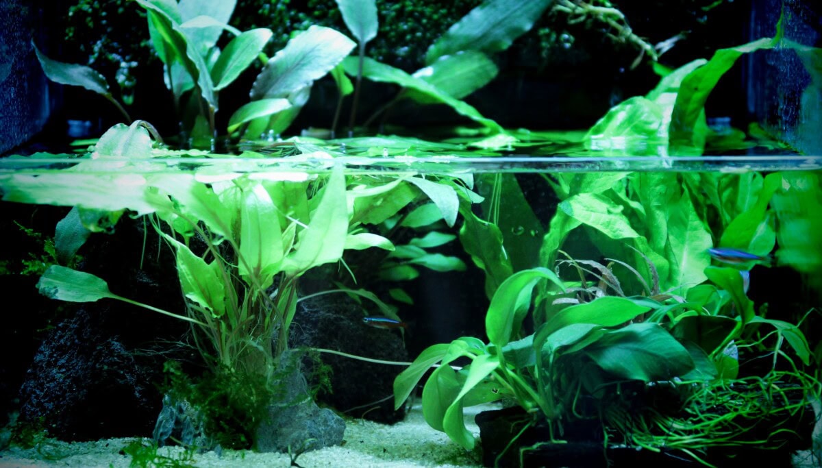 Edible Aquatic Plant Guide: Pond Vegetables &Amp; Water Plants 2 Daily Mom, Magazine For Families
