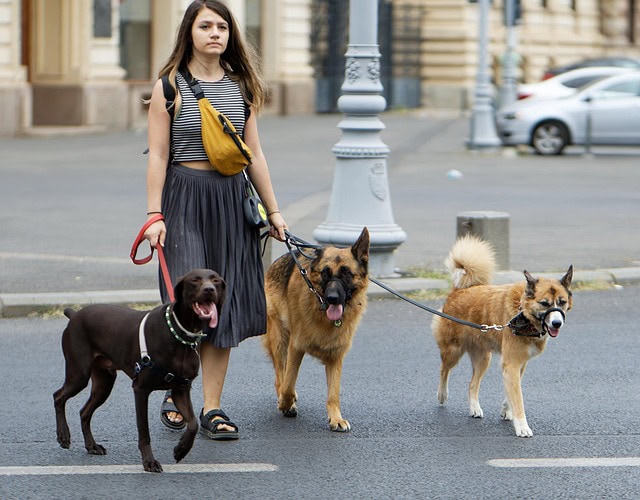Caring Of Pets