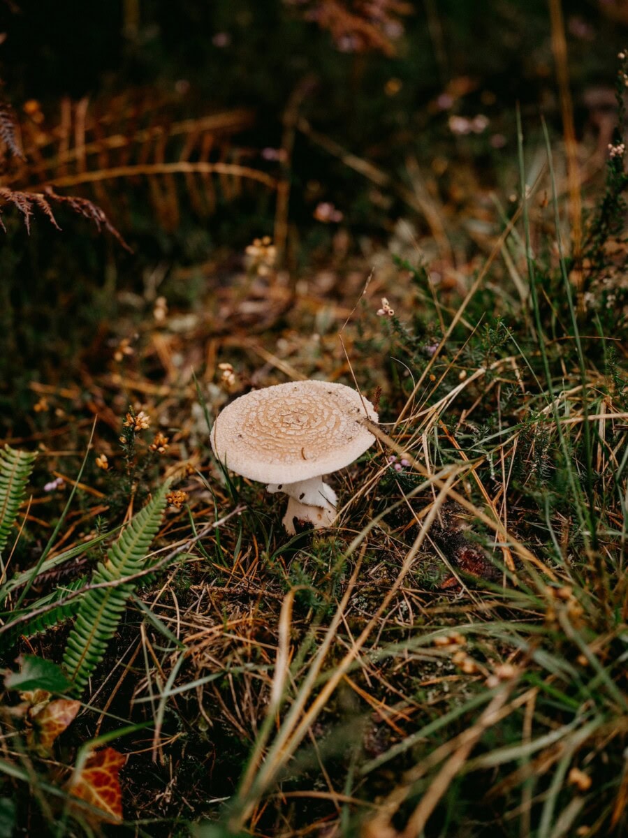 Wellness on a Plate: Cooking with Functional Mushrooms That Moms (and Their Immune Systems) Will Love 19 Daily Mom, Magazine for Families Wellness On A Plate: Cooking With Functional Mushrooms That Moms (And Their Immune Systems) Will Love 18 Daily Mom, Magazine For Families