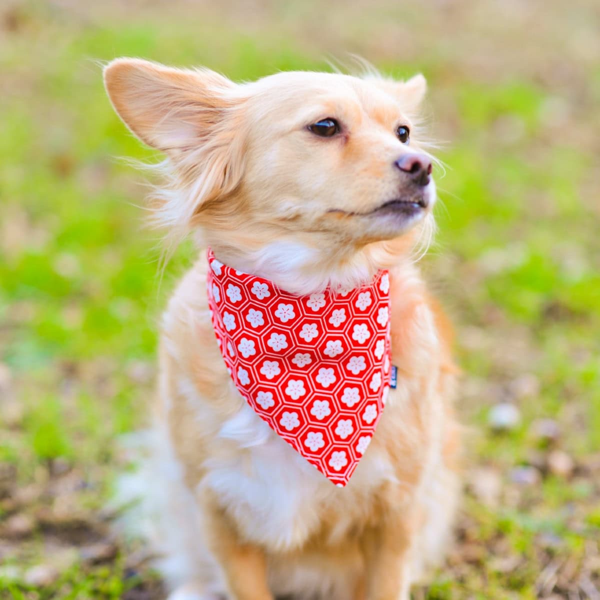 Popular Pet Supplies: The Best Dog And Cat Accessories And Products Trending In Pet Care 34 Daily Mom, Magazine For Families