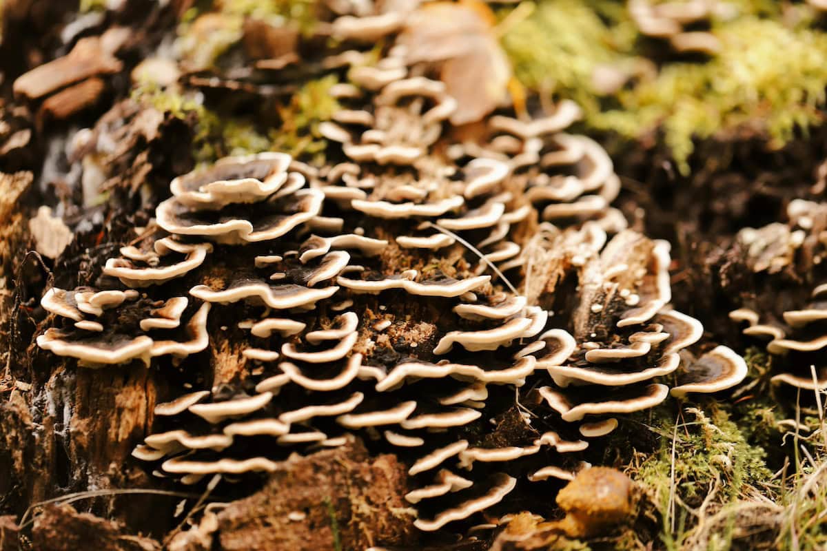 Wellness on a Plate: Cooking with Functional Mushrooms That Moms (and Their Immune Systems) Will Love 20 Daily Mom, Magazine for Families Wellness On A Plate: Cooking With Functional Mushrooms That Moms (And Their Immune Systems) Will Love 19 Daily Mom, Magazine For Families