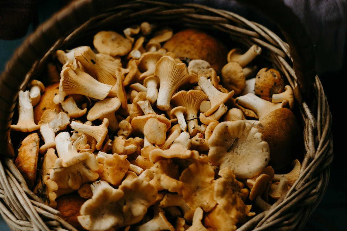 Wellness on a Plate: Cooking with Functional Mushrooms That Moms (and Their Immune Systems) Will Love 3 Daily Mom, Magazine for Families Wellness On A Plate: Cooking With Functional Mushrooms That Moms (And Their Immune Systems) Will Love 2 Daily Mom, Magazine For Families