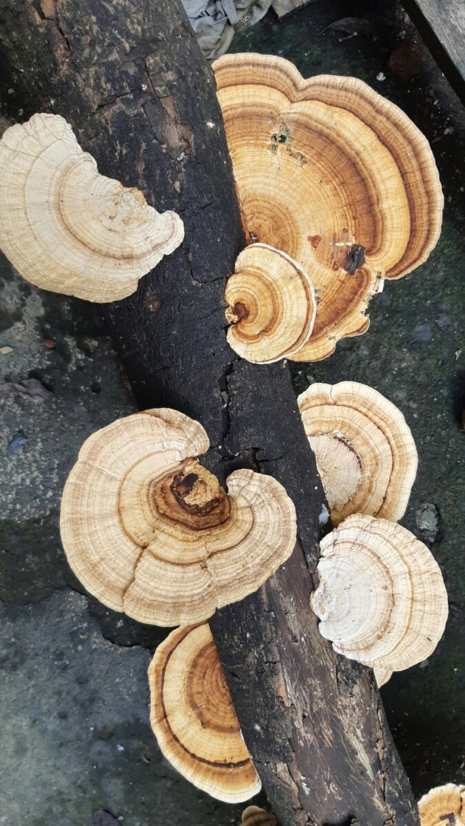 Wellness on a Plate: Cooking with Functional Mushrooms That Moms (and Their Immune Systems) Will Love 18 Daily Mom, Magazine for Families Wellness On A Plate: Cooking With Functional Mushrooms That Moms (And Their Immune Systems) Will Love 17 Daily Mom, Magazine For Families