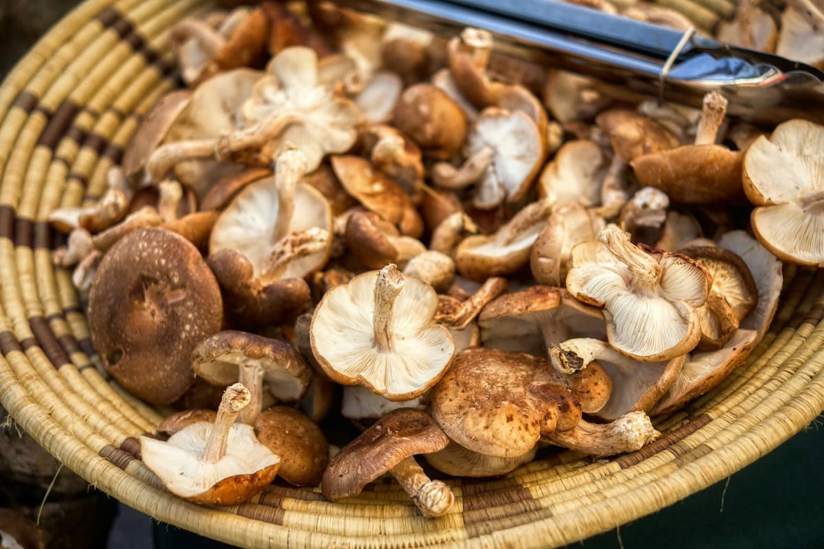 Wellness on a Plate: Cooking with Functional Mushrooms That Moms (and Their Immune Systems) Will Love 15 Daily Mom, Magazine for Families Wellness On A Plate: Cooking With Functional Mushrooms That Moms (And Their Immune Systems) Will Love 14 Daily Mom, Magazine For Families