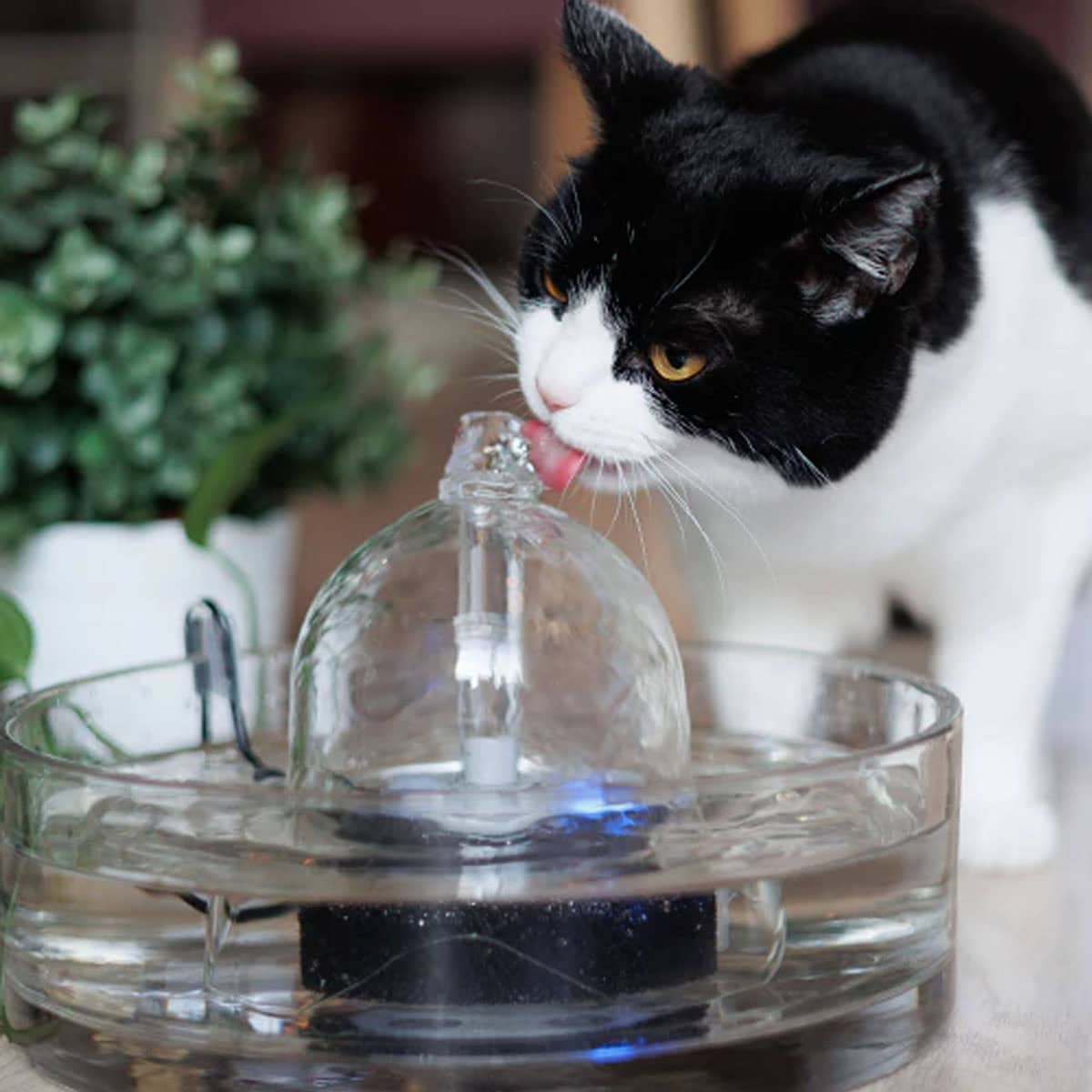 Popular Pet Supplies: The Best Dog And Cat Accessories And Products Trending In Pet Care 21 Daily Mom, Magazine For Families