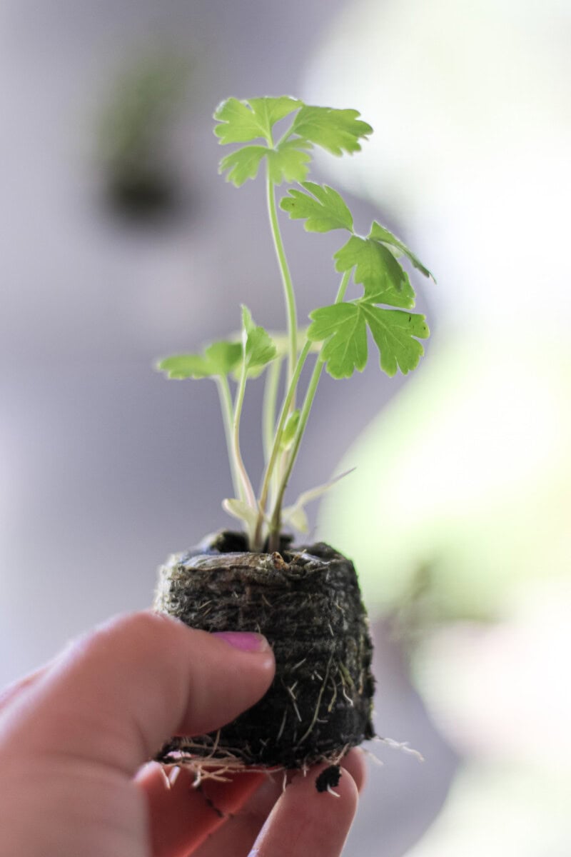 Daily-Mom-Parent-Portal-Lettuce-Grow