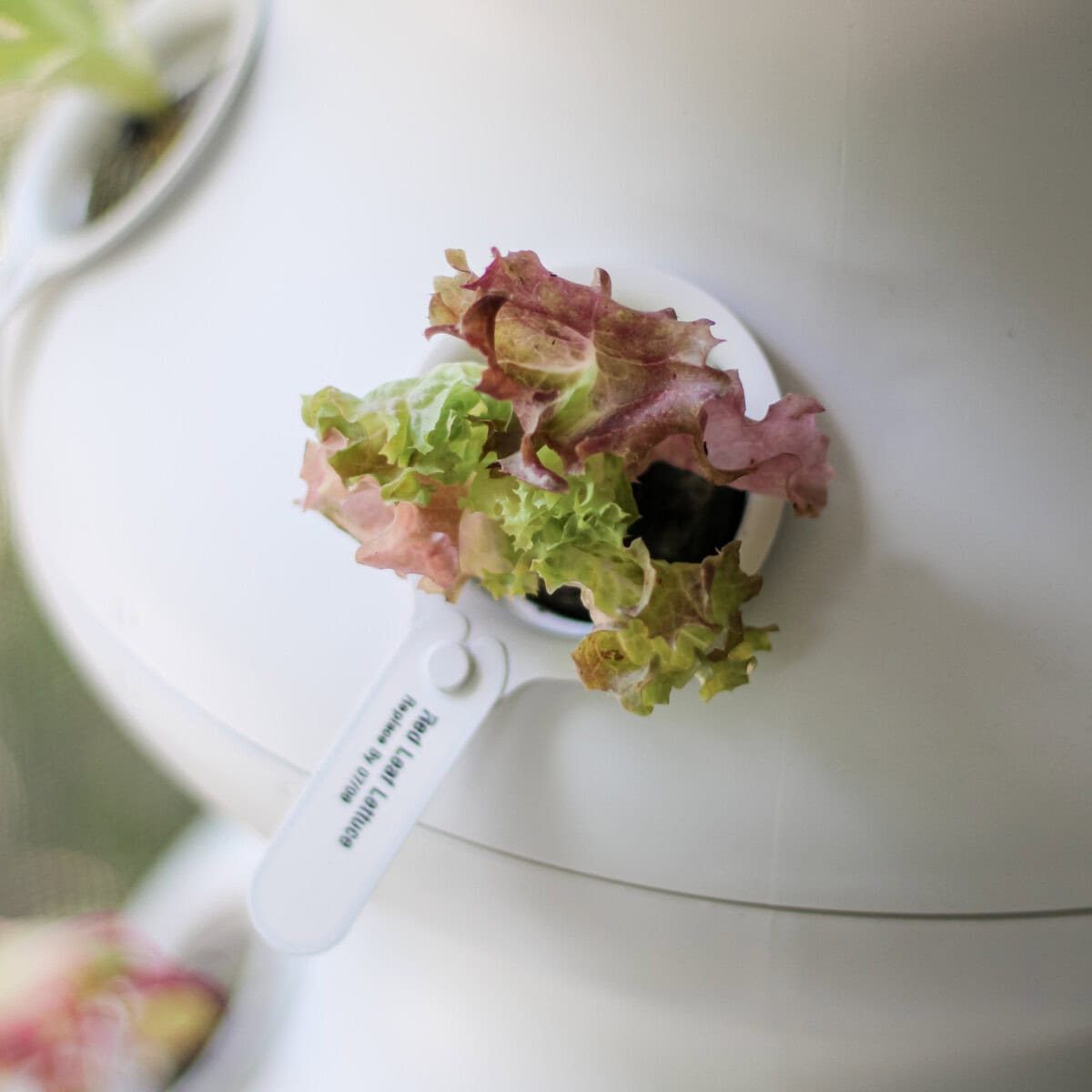 Daily-Mom-Parent-Portal-Lettuce-Grow
