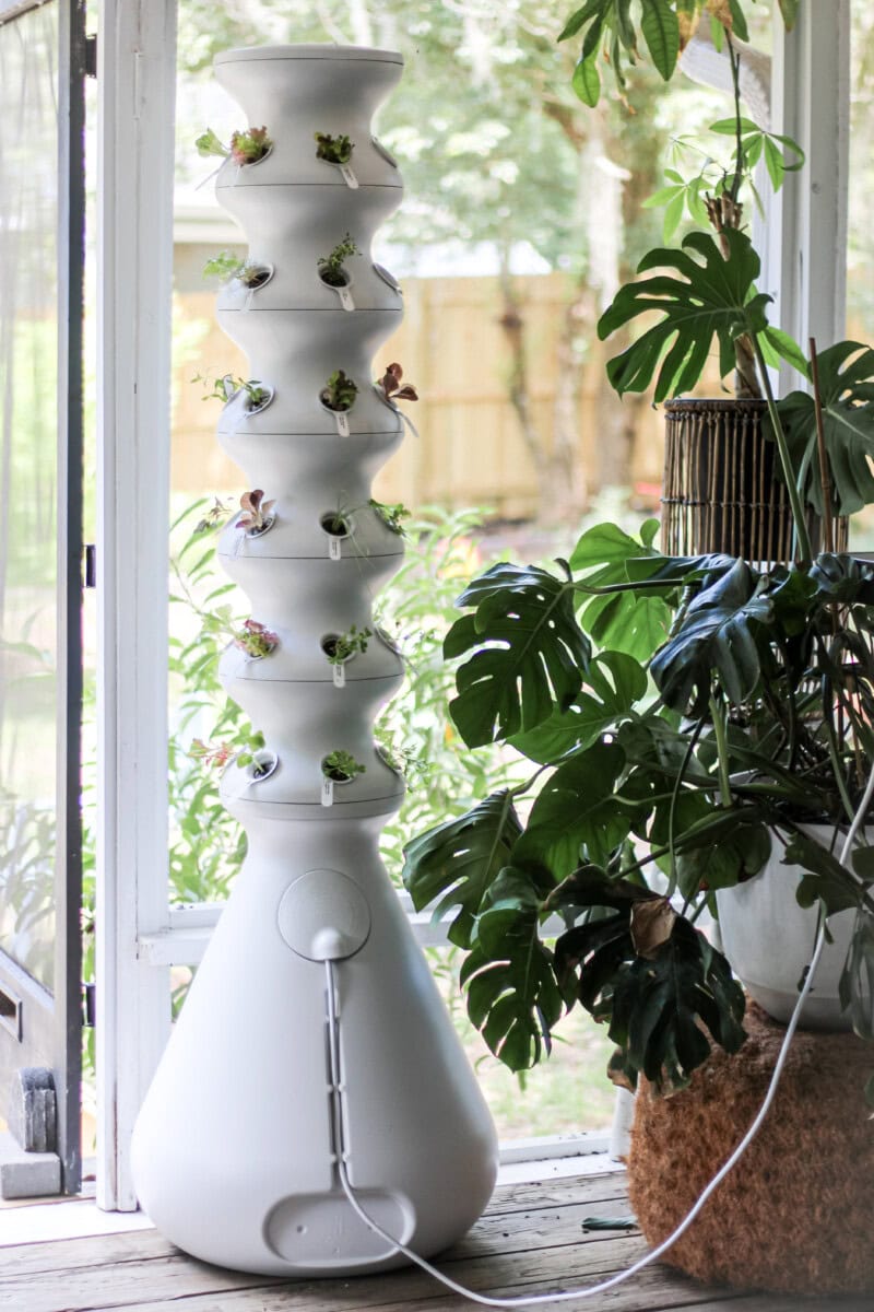 Daily-Mom-Parent-Portal-Lettuce-Grow