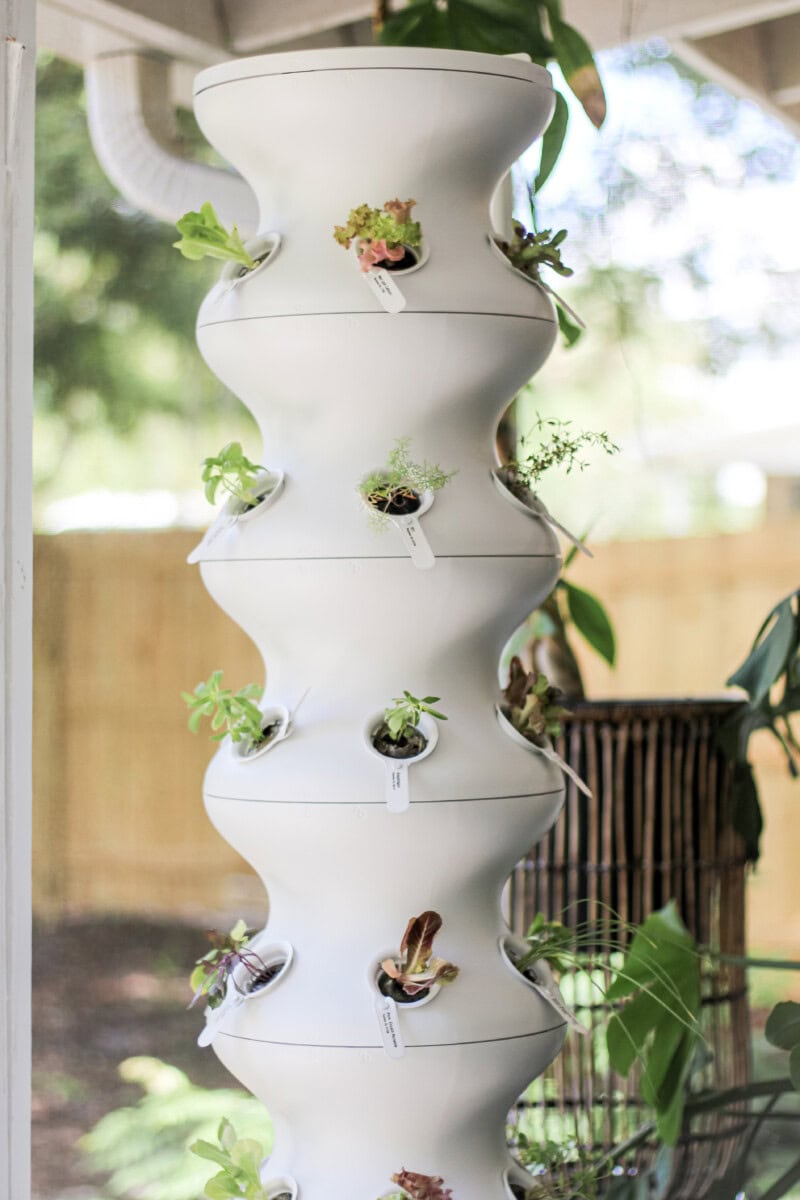 Daily-Mom-Parent-Portal-Lettuce-Grow