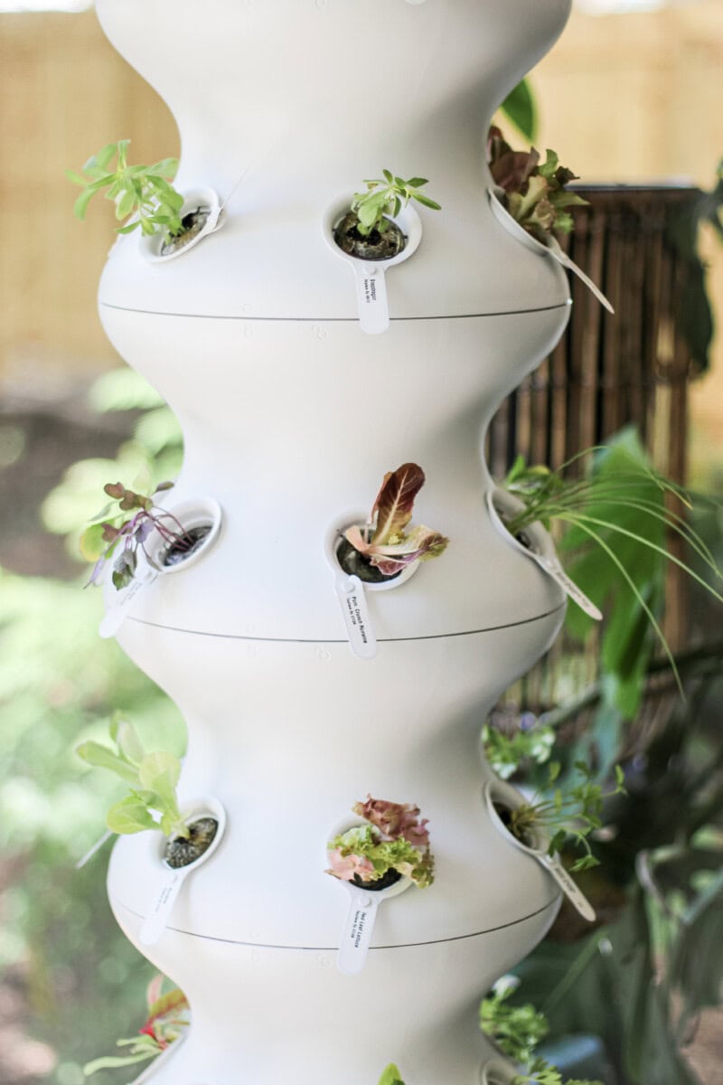 Daily-Mom-Parent-Portal-Lettuce-Grow