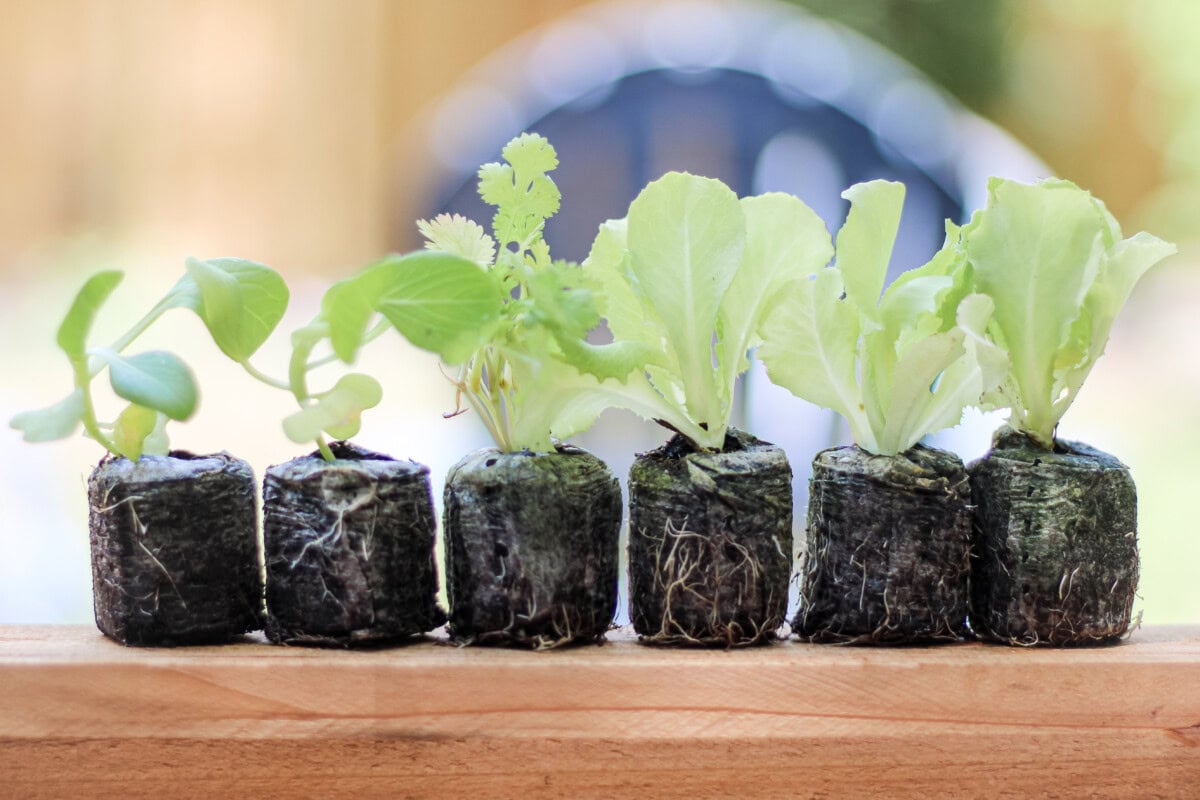 Daily-Mom-Parent-Portal-Lettuce-Grow