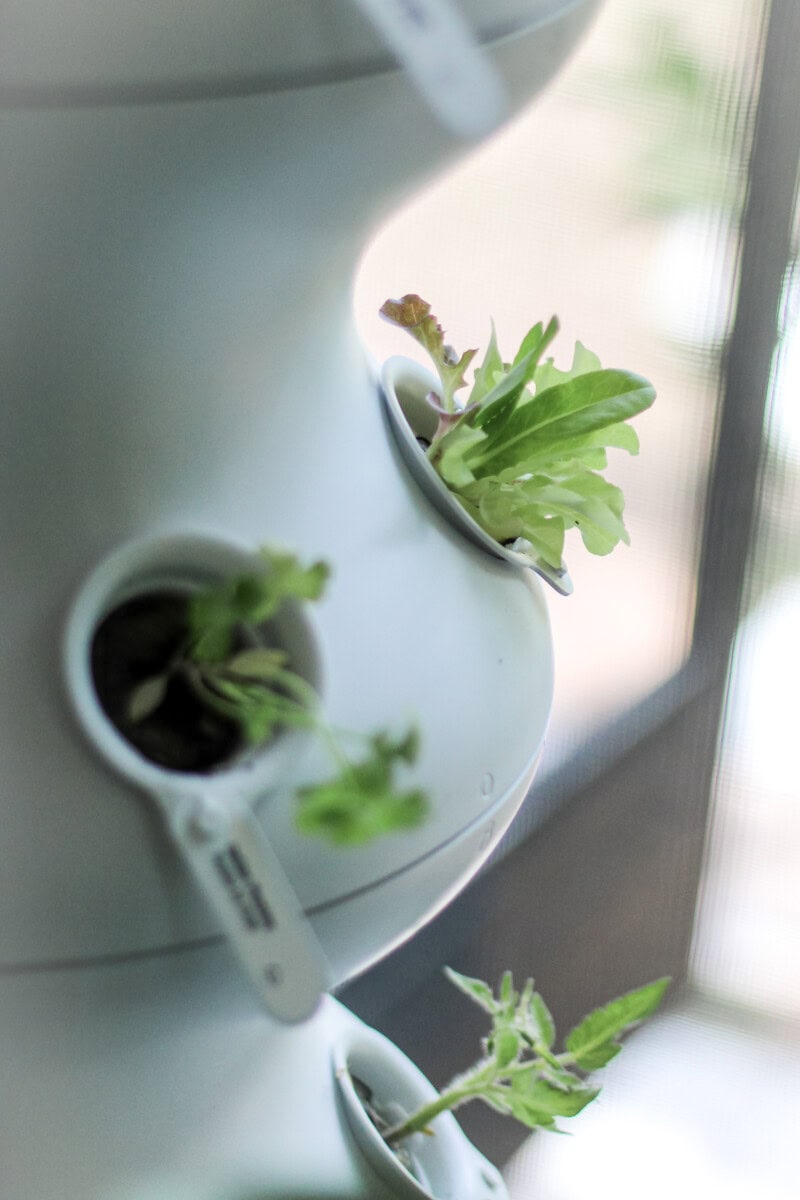 Daily-Mom-Parent-Portal-Lettuce-Grow
