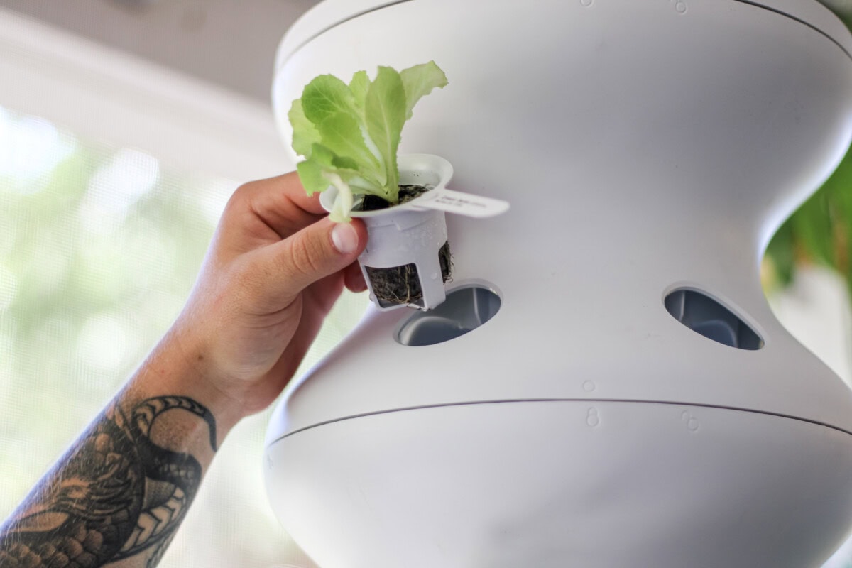 Daily-Mom-Parent-Portal-Lettuce-Grow