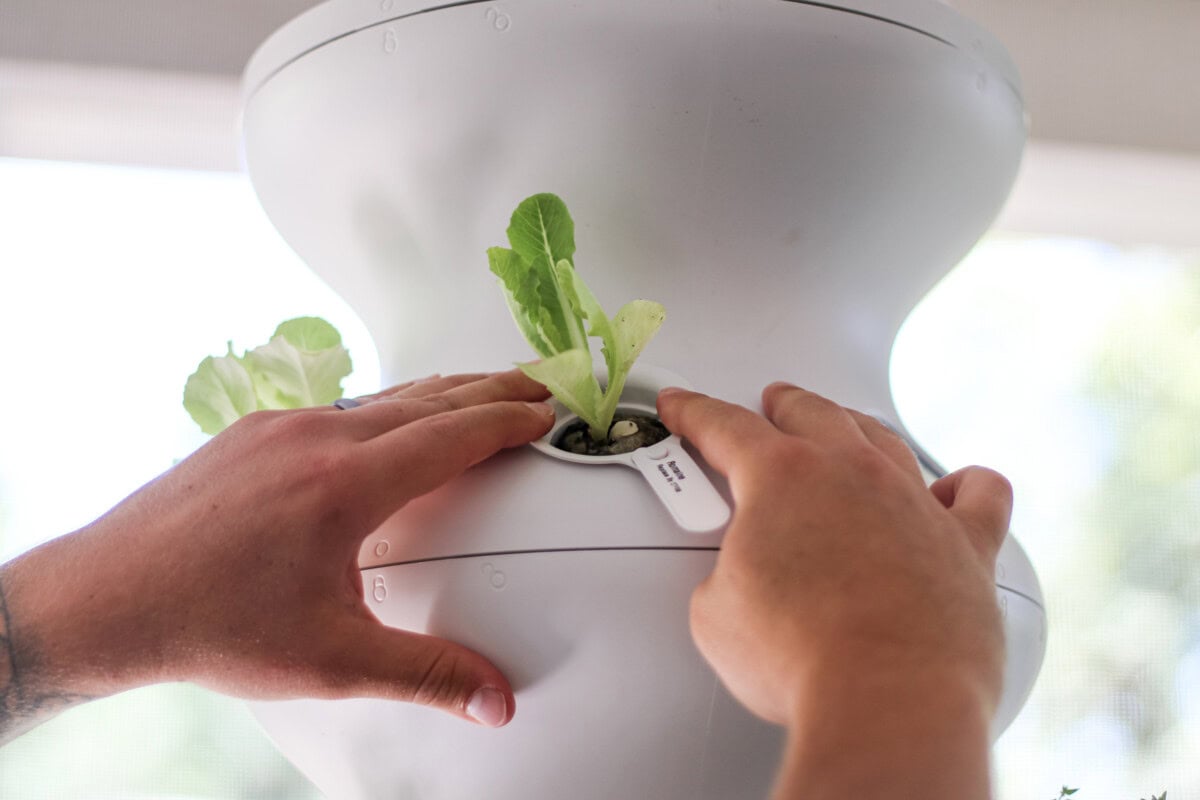 Daily-Mom-Parent-Portal-Lettuce-Grow
