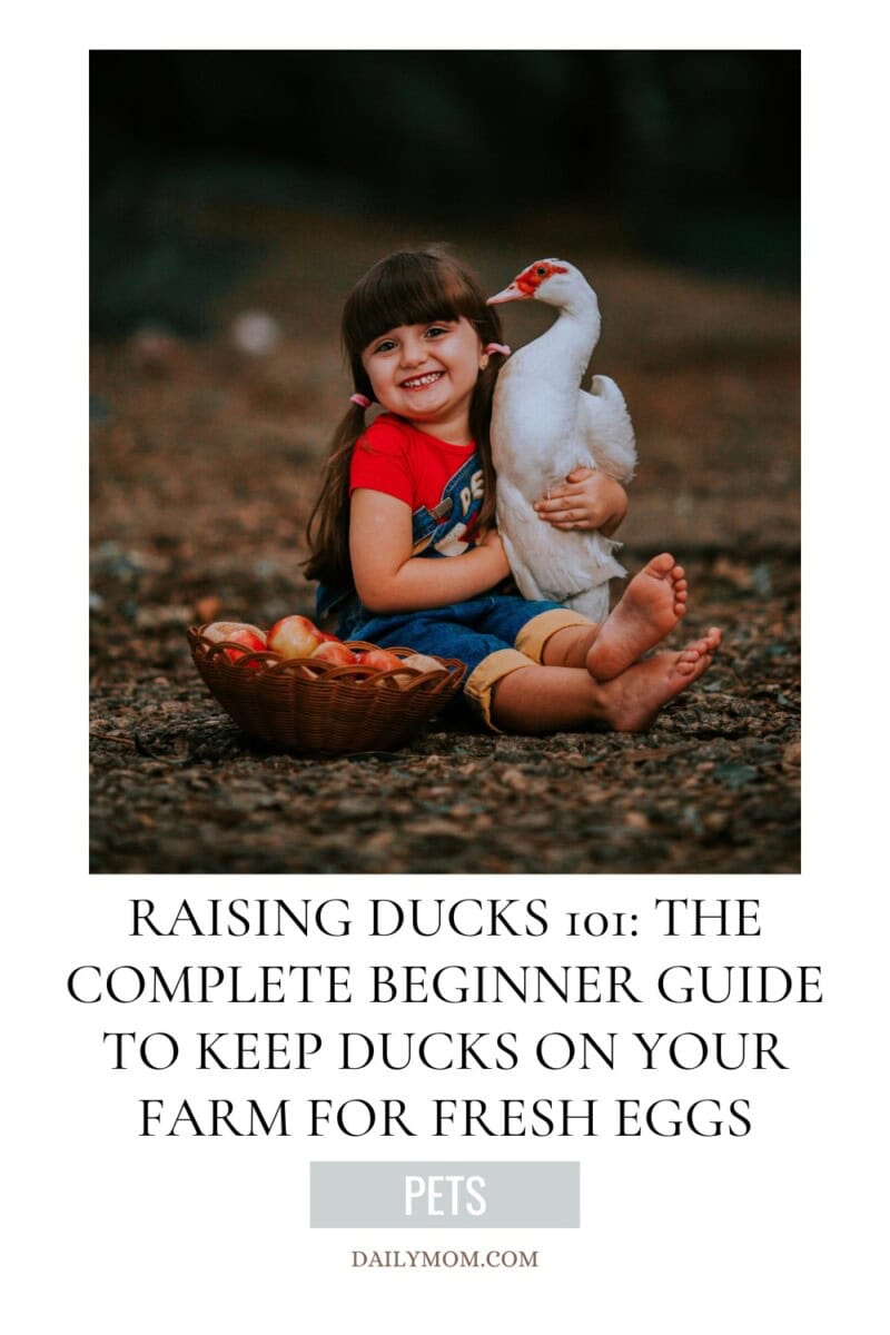 Raising Ducks 101: The Complete Beginner's Guide to the Care Of & Raising Ducks for Eggs in Your Backyard Flock 6 Daily Mom, Magazine for Families Raising Ducks 101: The Complete Beginner'S Guide To The Care Of &Amp; Raising Ducks For Eggs In Your Backyard Flock 6 Daily Mom, Magazine For Families
