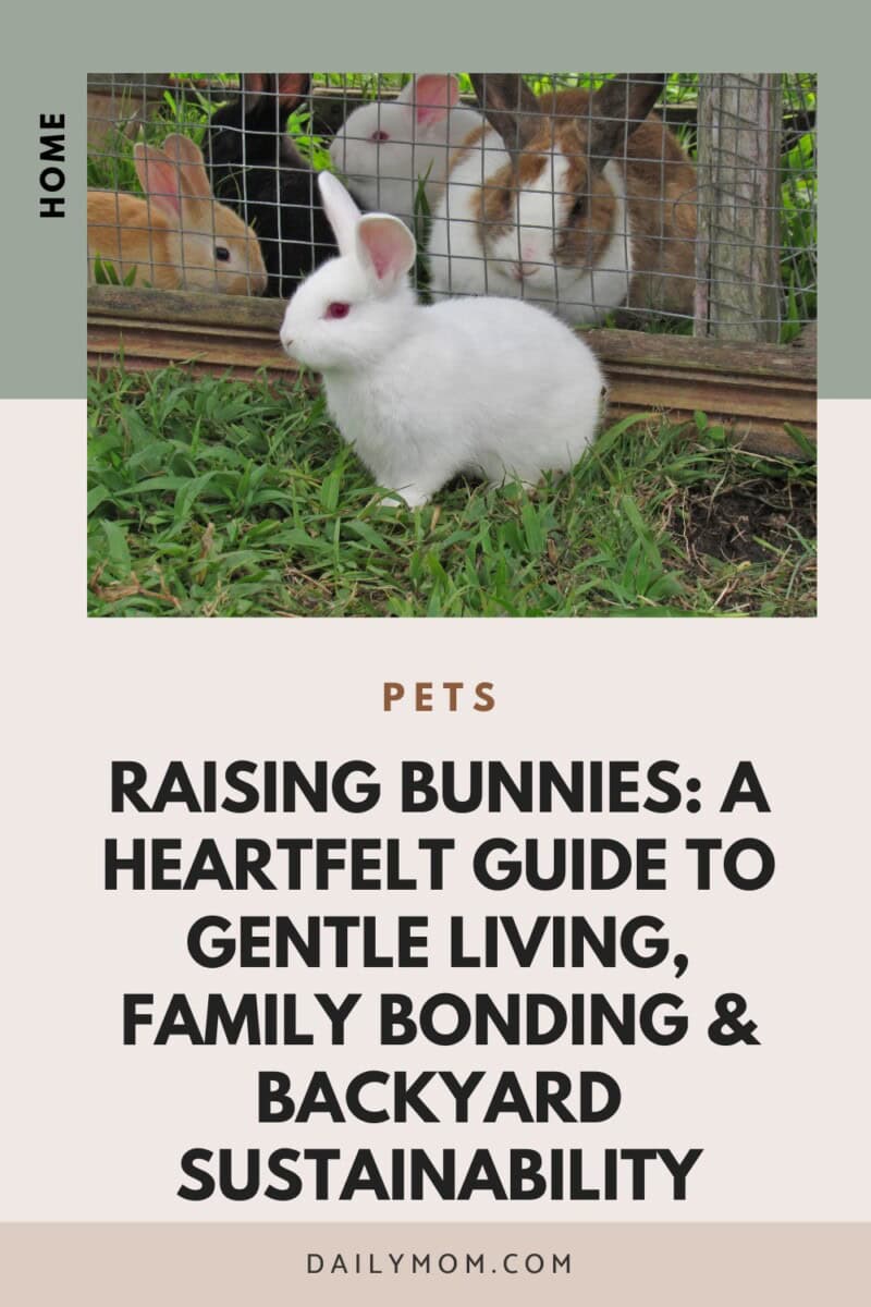 Raising Bunnies: A Comprehensive Guide To Rabbit Care And Breeding 6 Daily Mom, Magazine For Families