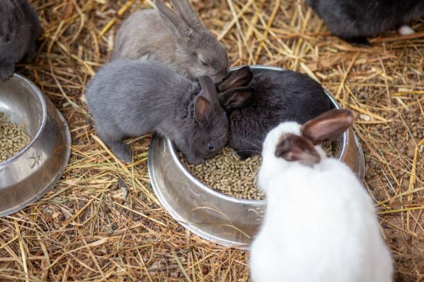Raising Bunnies: A Comprehensive Guide To Rabbit Care And Breeding 3 Daily Mom, Magazine For Families
