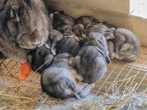 Raising Bunnies: A Comprehensive Guide To Rabbit Care And Breeding 4 Daily Mom, Magazine For Families