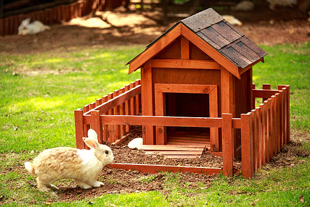 Raising Bunnies: A Comprehensive Guide To Rabbit Care And Breeding 2 Daily Mom, Magazine For Families