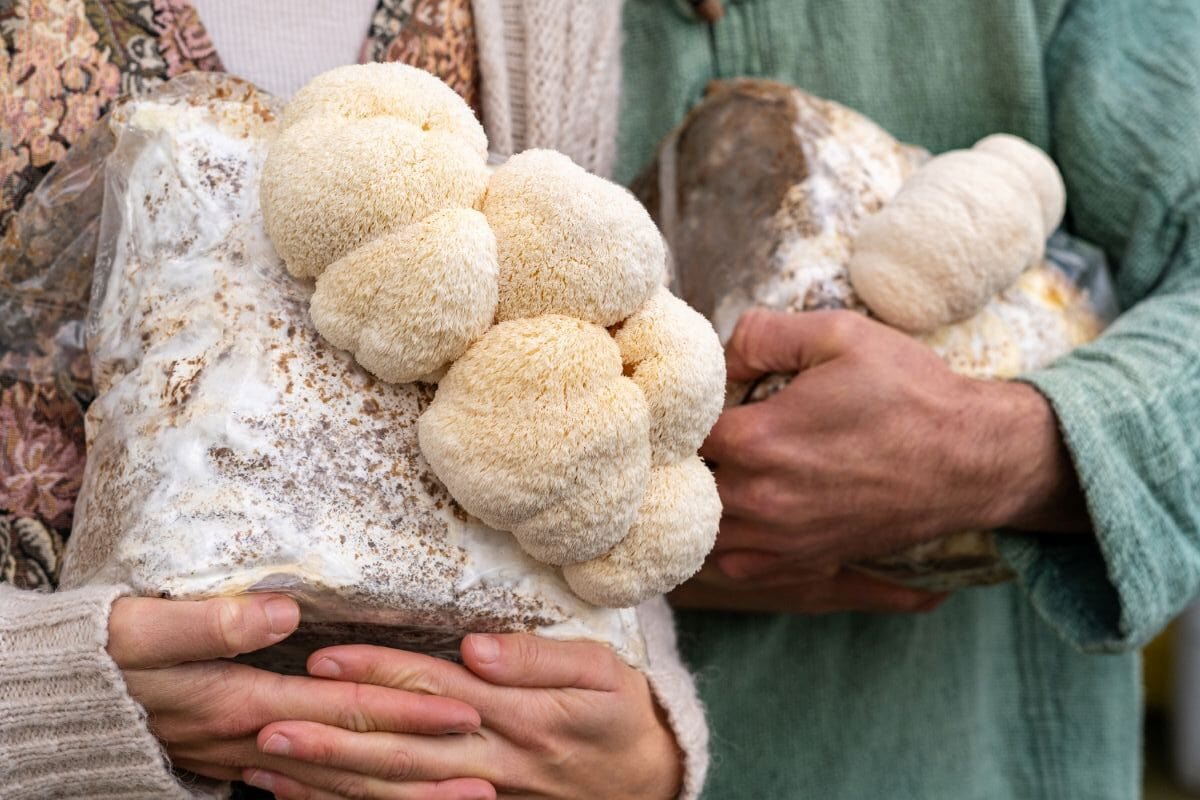 10+ Delicious Lion'S Mane Mushroom Recipes: Best Ways To Cook, Prepare, And Enjoy This Unique Mushroom 1 Daily Mom, Magazine For Families
