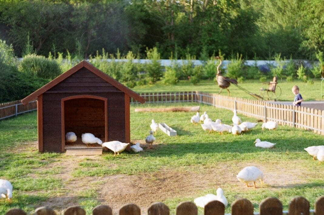 Raising Ducks 101: The Complete Beginner Guide To Keep Ducks On Your ...