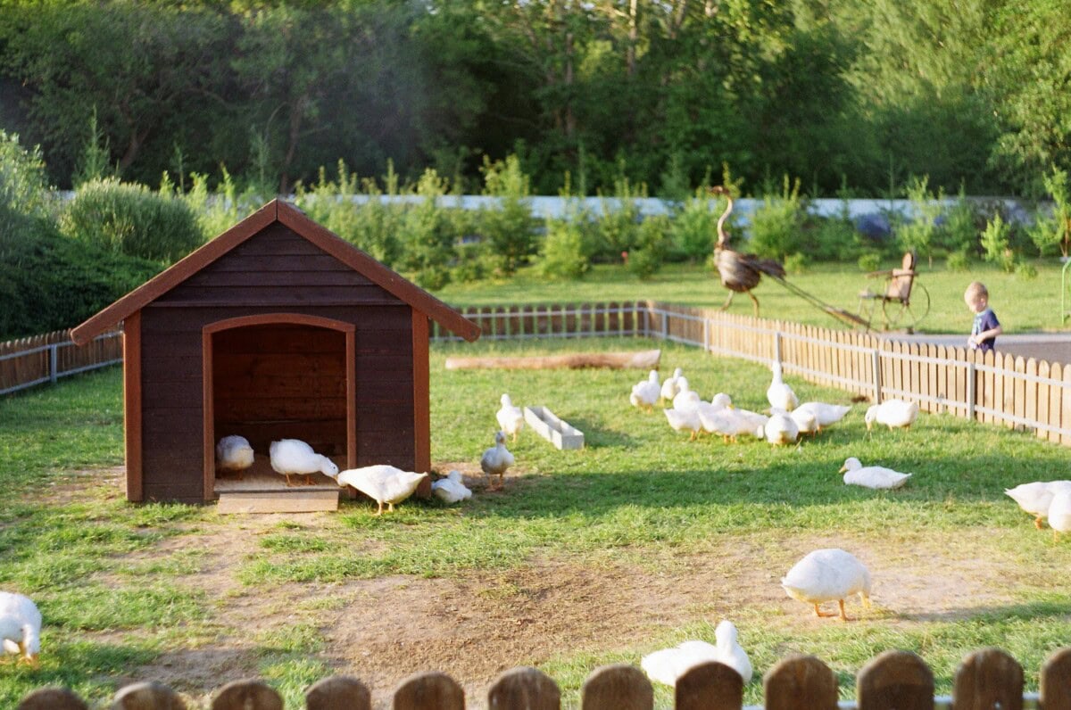Raising Ducks 101: The Complete Beginner's Guide to the Care Of & Raising Ducks for Eggs in Your Backyard Flock 2 Daily Mom, Magazine for Families Raising Ducks 101: The Complete Beginner'S Guide To The Care Of &Amp; Raising Ducks For Eggs In Your Backyard Flock 2 Daily Mom, Magazine For Families