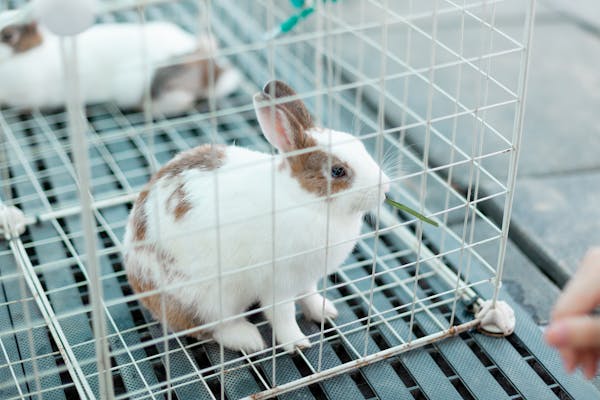 Raising Bunnies: A Comprehensive Guide To Rabbit Care And Breeding 1 Daily Mom, Magazine For Families
