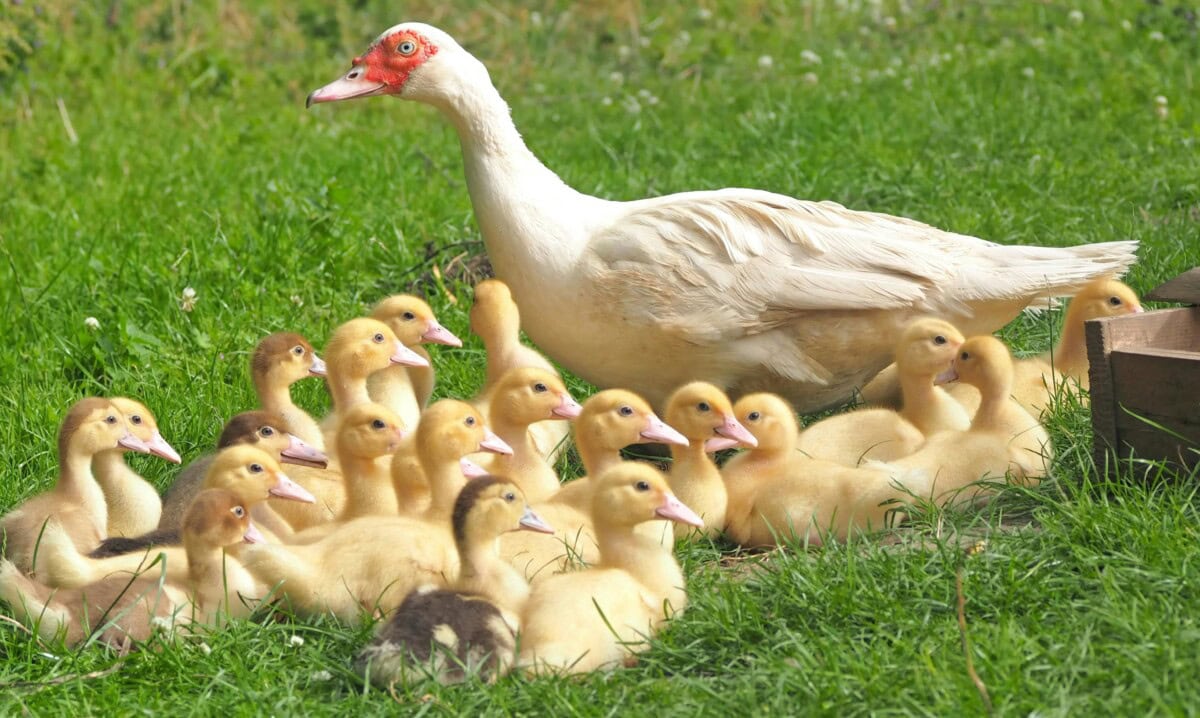 Raising Ducks 101: The Complete Beginner's Guide to the Care Of & Raising Ducks for Eggs in Your Backyard Flock 4 Daily Mom, Magazine for Families Raising Ducks 101: The Complete Beginner'S Guide To The Care Of &Amp; Raising Ducks For Eggs In Your Backyard Flock 4 Daily Mom, Magazine For Families