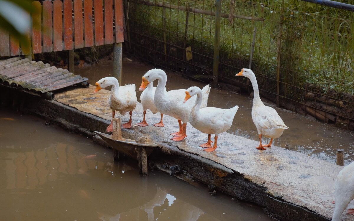 Raising Ducks 101: The Complete Beginner's Guide to the Care Of & Raising Ducks for Eggs in Your Backyard Flock 3 Daily Mom, Magazine for Families Raising Ducks 101: The Complete Beginner'S Guide To The Care Of &Amp; Raising Ducks For Eggs In Your Backyard Flock 3 Daily Mom, Magazine For Families