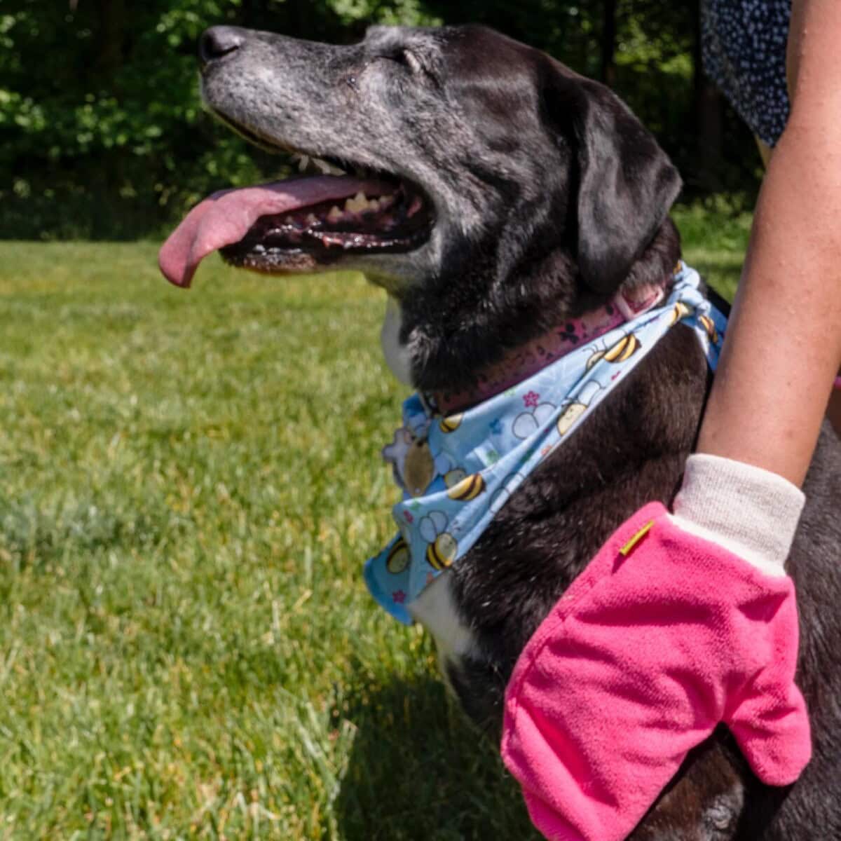 Popular Pet Supplies: The Best Dog And Cat Accessories And Products Trending In Pet Care 33 Daily Mom, Magazine For Families