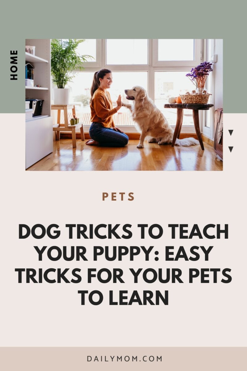 Easy Tricks To Teach Your Dog: Fun Commands For Puppies, Pros, And Old Dogs Too 9 Daily Mom, Magazine For Families