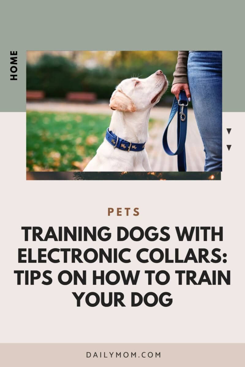 E-Collar Training Tips: How to Train Your Dog, Use a Shock Collar, and Improve Dog Training with an Electronic Collar 20 Daily Mom, Magazine for Families E-Collar Training Tips: How To Train Your Dog, Use A Shock Collar, And Improve Dog Training With An Electronic Collar 19 Daily Mom, Magazine For Families