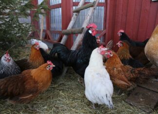Playhouse Chicken Coop Conversion: How to Turn an Old Playhouse into a Chicken Coop