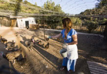 Raising Turkeys Made Simple: From Domestic Pet Turkeys to Meat Birds
