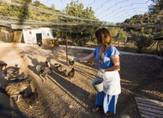 Raising Turkeys Made Simple: From Domestic Pet Turkeys to Meat Birds