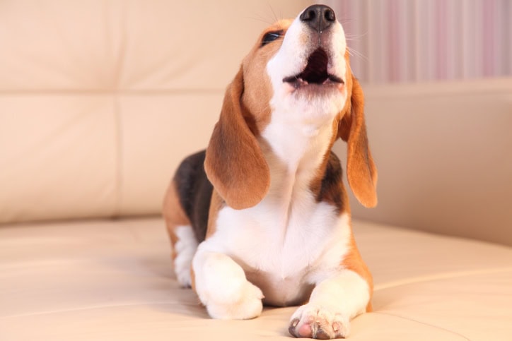 Dog Tricks To Teach Puppy