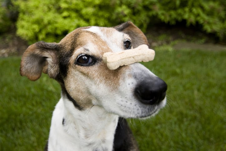 Dog Tricks To Teach Puppy