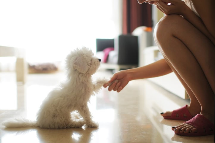 Dog Tricks To Teach Puppy
