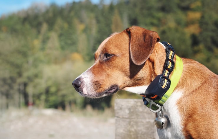 E-Collar Training Tips: How to Train Your Dog, Use a Shock Collar, and Improve Dog Training with an Electronic Collar 10 Daily Mom, Magazine for Families E-Collar Training Tips: How To Train Your Dog, Use A Shock Collar, And Improve Dog Training With An Electronic Collar 9 Daily Mom, Magazine For Families