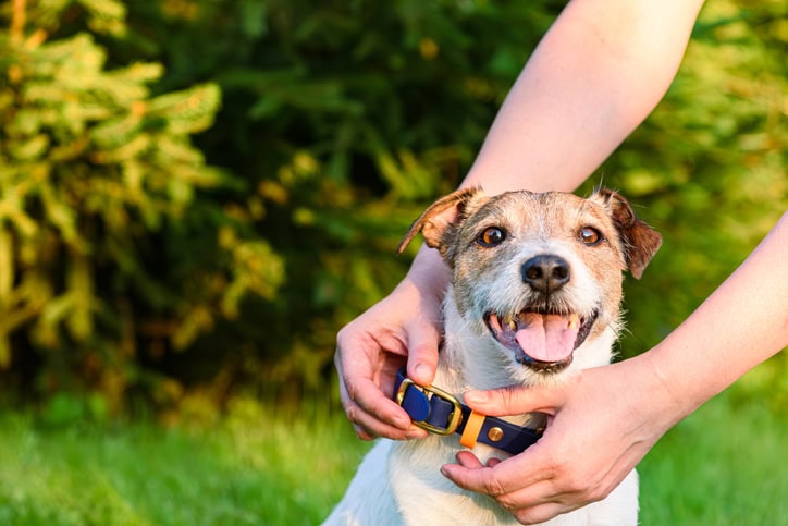 E-Collar Training Tips: How to Train Your Dog, Use a Shock Collar, and Improve Dog Training with an Electronic Collar 3 Daily Mom, Magazine for Families E-Collar Training Tips: How To Train Your Dog, Use A Shock Collar, And Improve Dog Training With An Electronic Collar 2 Daily Mom, Magazine For Families
