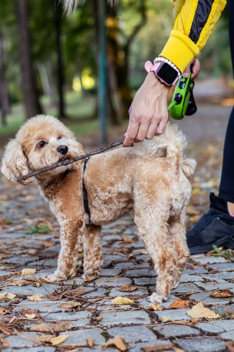 E-Collar Training Tips: How to Train Your Dog, Use a Shock Collar, and Improve Dog Training with an Electronic Collar 12 Daily Mom, Magazine for Families E-Collar Training Tips: How To Train Your Dog, Use A Shock Collar, And Improve Dog Training With An Electronic Collar 11 Daily Mom, Magazine For Families