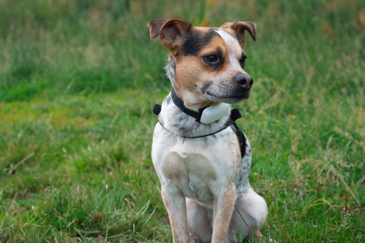 E-Collar Training Tips: How to Train Your Dog, Use a Shock Collar, and Improve Dog Training with an Electronic Collar 2 Daily Mom, Magazine for Families E-Collar Training Tips: How To Train Your Dog, Use A Shock Collar, And Improve Dog Training With An Electronic Collar 1 Daily Mom, Magazine For Families